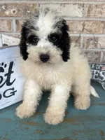 Beau, a male Miniature Bernedoodle for sale in Bowling Green, KY – 3 of 8
