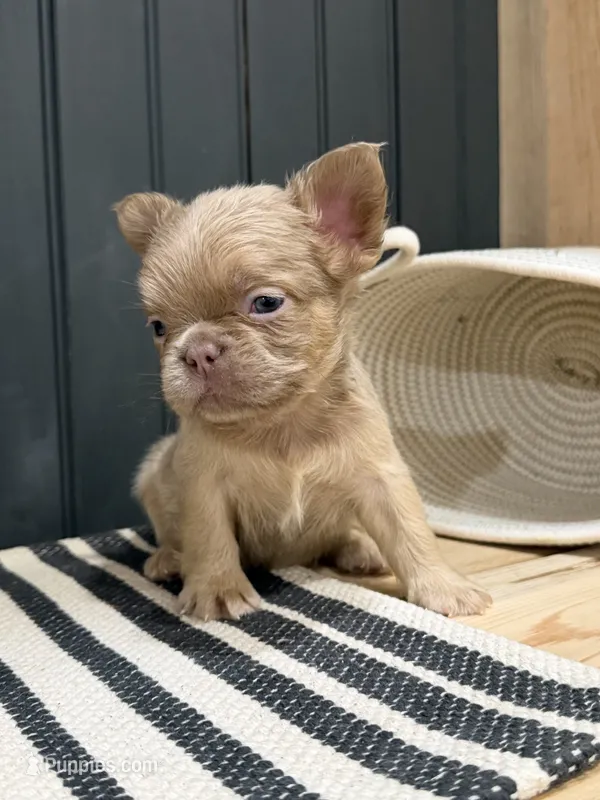 Cinnamon – French Bulldog puppy for sale in Bowling Green, KY