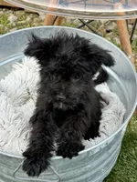 Netta, a male Sheepadoodle and Miniature Bernedoodle for sale in Bowling Green, KY – 2 of 4