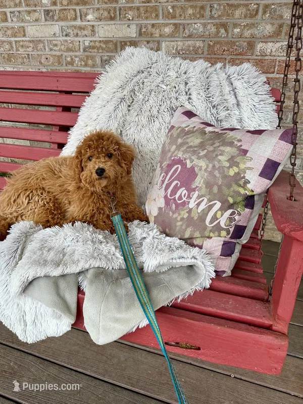 Hugo – Miniature Labradoodle puppy for sale in Bowling Green, KY