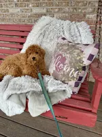 Hugo, a male Miniature Labradoodle for sale in Bowling Green, KY – Photo 1 of 4