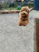 Hugo, a male Miniature Labradoodle for sale in Bowling Green, KY – Photo 4 of 4