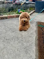 Hugo, a male Miniature Labradoodle for sale in Bowling Green, KY – Photo 3 of 4