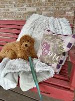 Hugo, a male Miniature Labradoodle for sale in Bowling Green, KY – Photo 2 of 4