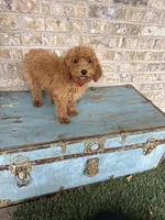 Coco, a female Miniature Labradoodle for sale in Bowling Green, KY – 8 of 8