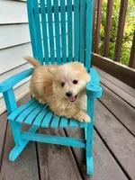Hailey, a female Pomsky for sale in Bowling Green, KY – 2 of 7
