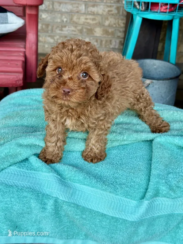 Ellie – Cavapoo puppy for sale in Bowling Green, KY