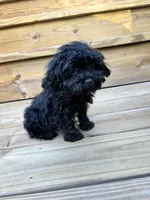 Angel - mini, a female Cavapoo for sale in Bowling Green, KY – 5 of 9