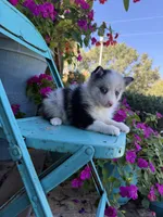 Aspen, a female Pomsky for sale in Bowling Green, KY – 5 of 7