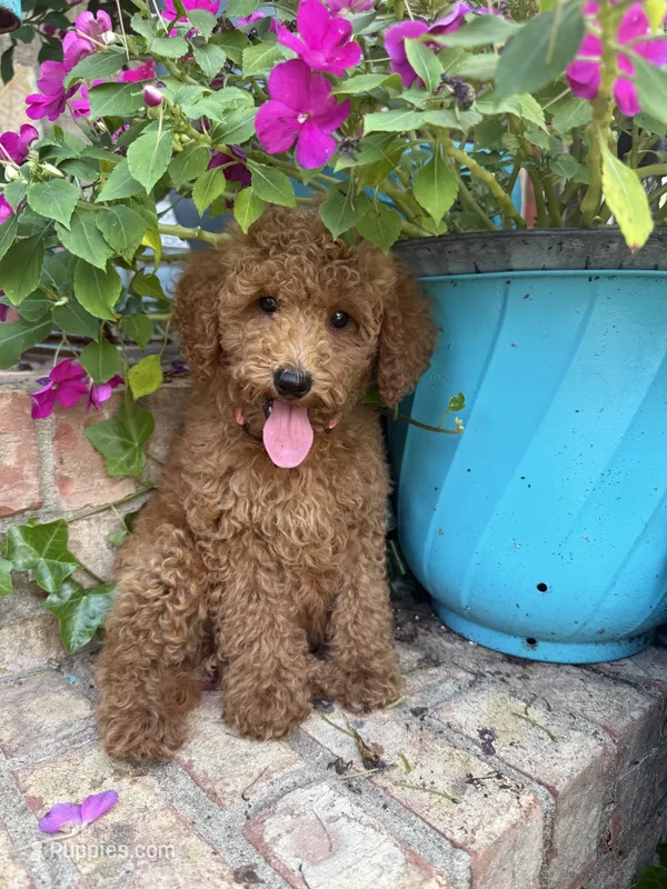 Clover – Miniature Labradoodle puppy for sale in Bowling Green, KY