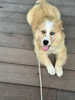 Chance, a male Pomsky for sale in Bowling Green, KY – 2 of 7