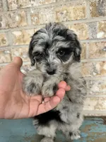 Sierra, a female Bernedoodle for sale in Bowling Green, KY – 2 of 5