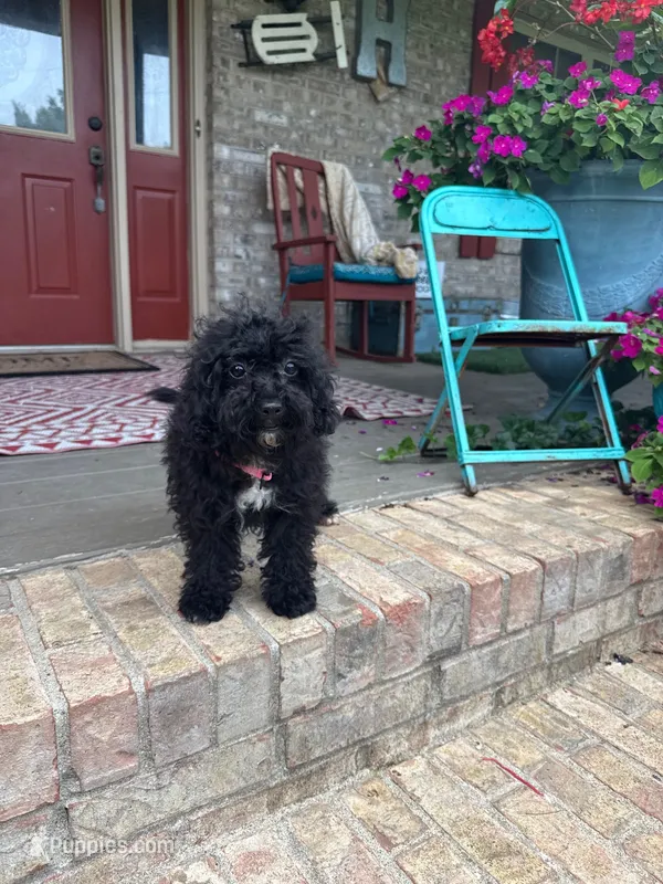 Lizzy – Cavapoo puppy for sale in Bowling Green, KY