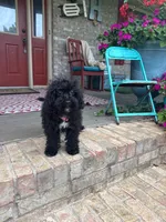 Lizzy, a female Cavapoo for sale in Bowling Green, KY – 2 of 5
