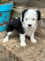 Norris, a male Miniature Bernedoodle for sale in Bowling Green, KY – 4 of 6