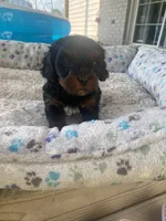 Mika, a female Cavapoo for sale in Bowling Green, KY – 3 of 7