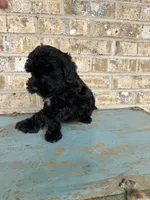 Salem, a female Sheepadoodle and Miniature Bernedoodle for sale in Bowling Green, KY – 3 of 7