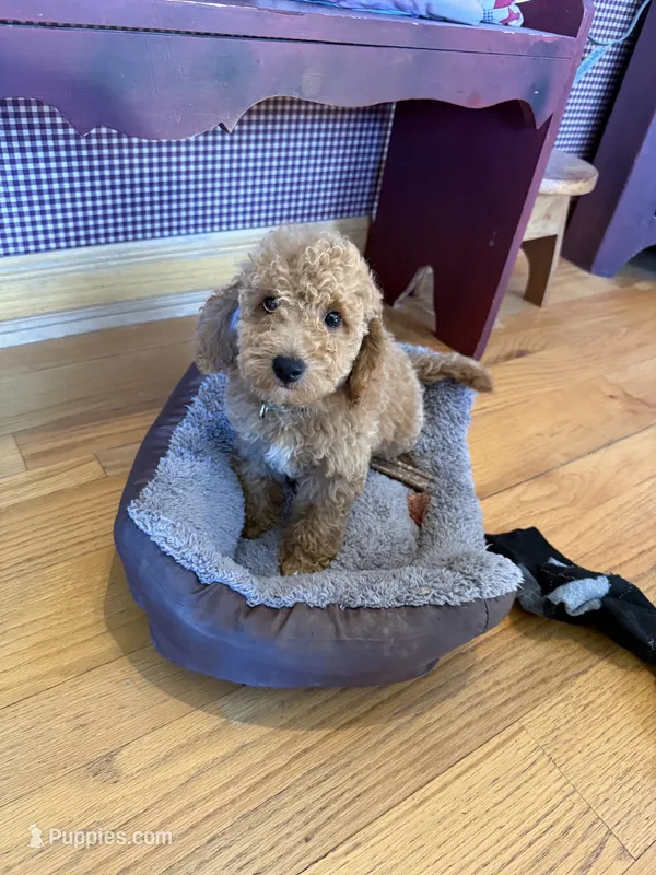 Charlie – Miniature Labradoodle puppy for sale in Bowling Green, KY