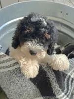 Brody, a male Miniature Bernedoodle for sale in Bowling Green, KY – 2 of 6