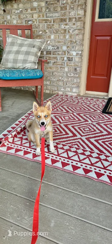Hugo – Pomsky puppy for sale in Bowling Green, KY