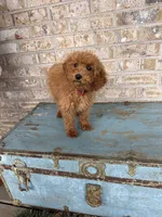 Coco, a female Miniature Labradoodle for sale in Bowling Green, KY – 5 of 8