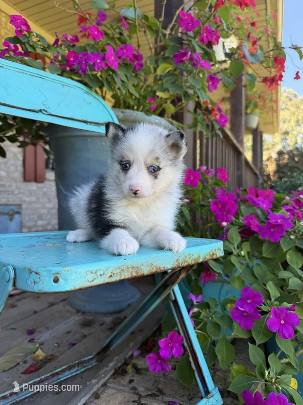 Aspen – Pomsky puppy for sale in Bowling Green, KY