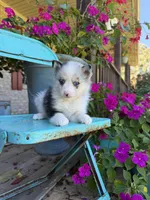 Aspen, a female Pomsky for sale in Bowling Green, KY – 4 of 7