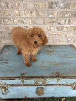 Coco, a female Miniature Labradoodle for sale in Bowling Green, KY – 6 of 8