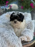 Bonnie, a female Miniature Bernedoodle for sale in Bowling Green, KY – 6 of 7