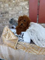 Jenny, a female Miniature Labradoodle for sale in Bowling Green, KY – 5 of 5