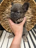 Blueberry, a female French Bulldog for sale in Bowling Green, KY – 9 of 10