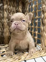 Butterscotch, a male French Bulldog for sale in Bowling Green, KY – 6 of 10