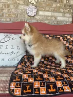 Rocky, a male Pomsky for sale in Bowling Green, KY – 5 of 6