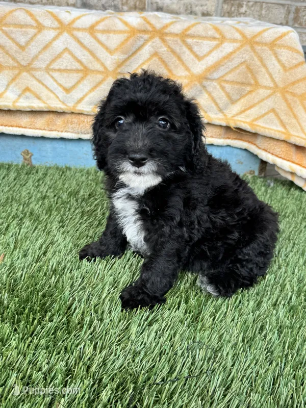 Nico – Sheepadoodle, Miniature Bernedoodle puppy for sale in Bowling Green, KY