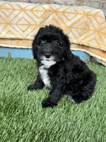 Nico, a male Miniature Bernedoodle for sale in Bowling Green, KY – 3 of 5