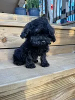 Angel - mini, a female Cavapoo for sale in Bowling Green, KY – 8 of 9
