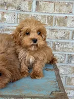 Apple, a female Cavapoo for sale in Bowling Green, KY – 4 of 6