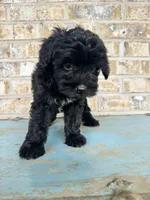 Salem, a female Sheepadoodle and Miniature Bernedoodle for sale in Bowling Green, KY – 4 of 7