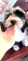 Nala, a female Miniature Bernedoodle for sale in Bowling Green, KY – 3 of 9