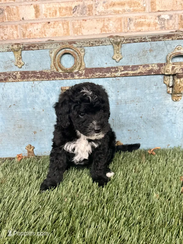 Star – Sheepadoodle, Miniature Bernedoodle puppy for sale in Bowling Green, KY