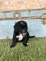Star, a female Sheepadoodle and Miniature Bernedoodle for sale in Bowling Green, KY – 1 of 6