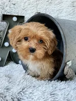 Ava (mini), a female Cavapoo for sale in Bowling Green, KY – 6 of 6