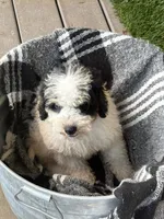 Beau, a male Miniature Bernedoodle for sale in Bowling Green, KY – 2 of 8