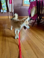 Reese, a male Pomsky for sale in Bowling Green, KY – 4 of 6