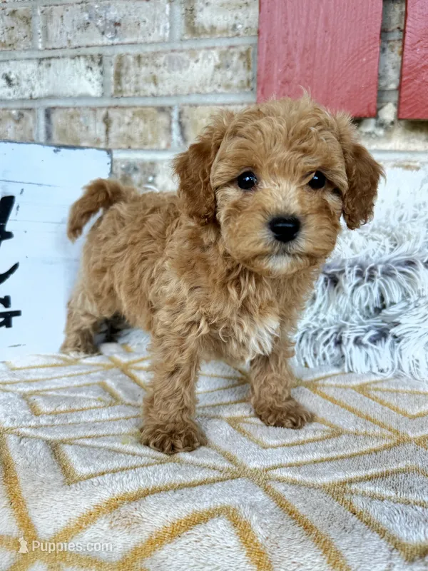 Remi – Cavapoo puppy for sale in Bowling Green, KY