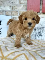 Remi, a male Cavapoo for sale in Bowling Green, KY – 4 of 5