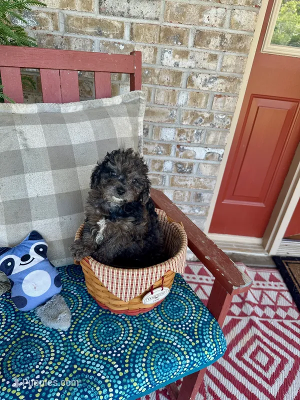 Leo – Cavapoo puppy for sale in Bowling Green, KY
