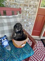 Leo, a male Cavapoo for sale in Bowling Green, KY – 4 of 8