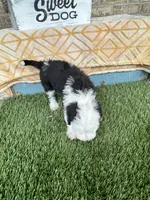 Norris, a male Miniature Bernedoodle for sale in Bowling Green, KY – 5 of 6