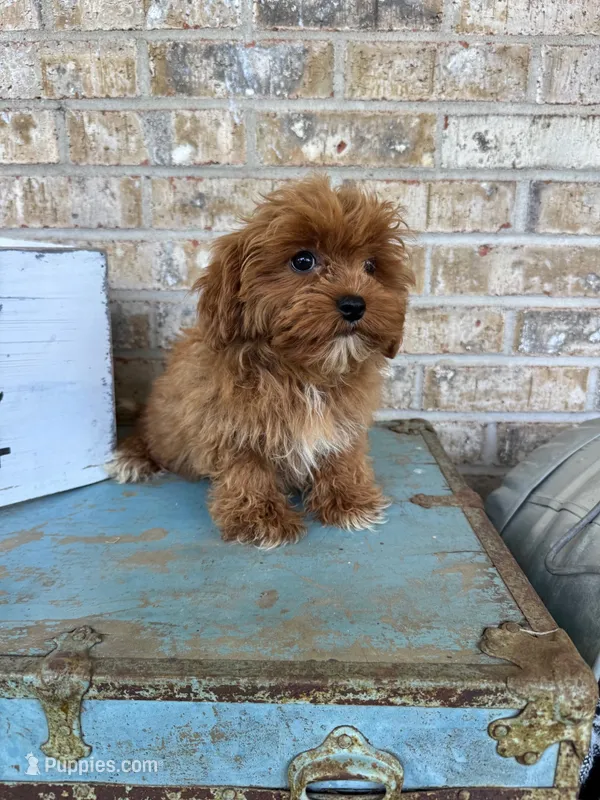 Autumn – Cavapoo puppy for sale in Bowling Green, KY